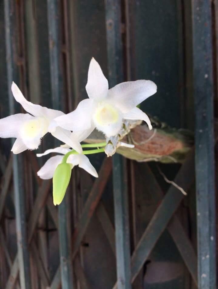 Trầm rừng trắng