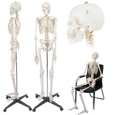 [HCM]Mô hình BỘ XƯƠNG NGƯỜI 180CM
