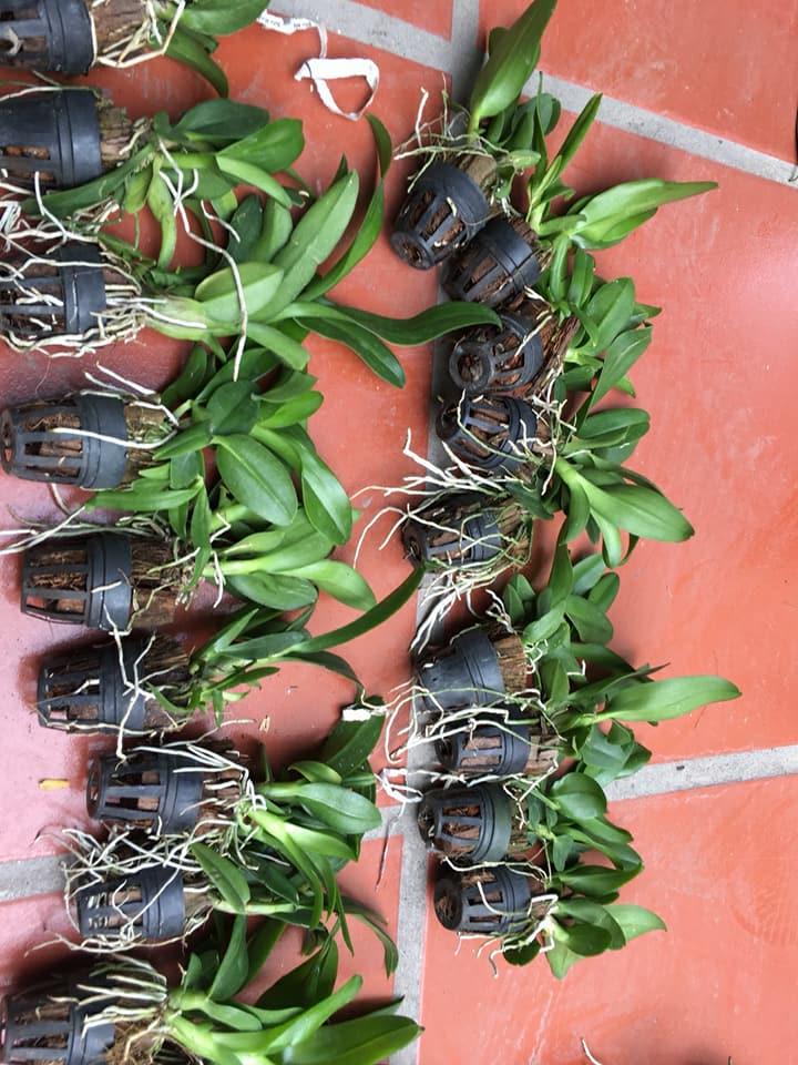 Denro Cốc giống nhiều màu( COMBO 6 CHẬU 6 MÀU)