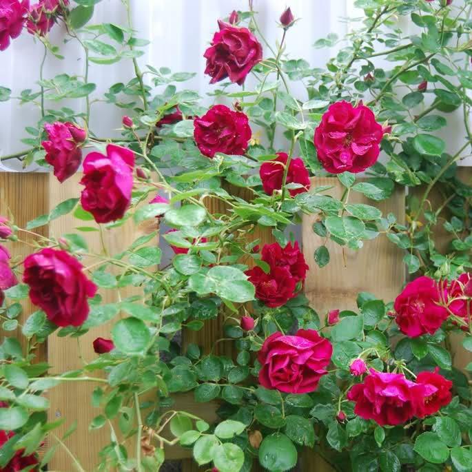 Giống Hoa Hồng Leo Pháp Nhiều Màu