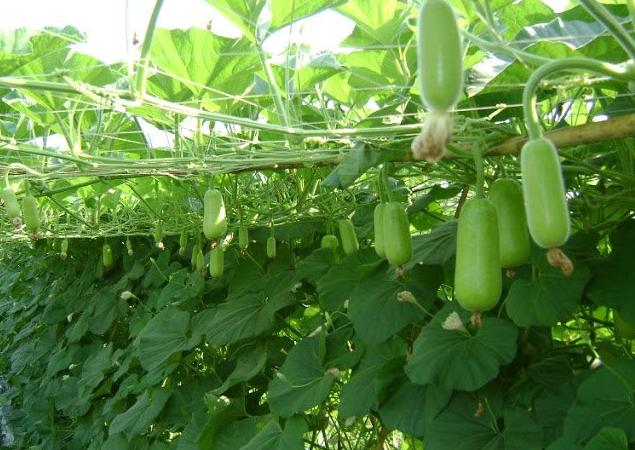 Hạt giống Bí đao khổng lồ