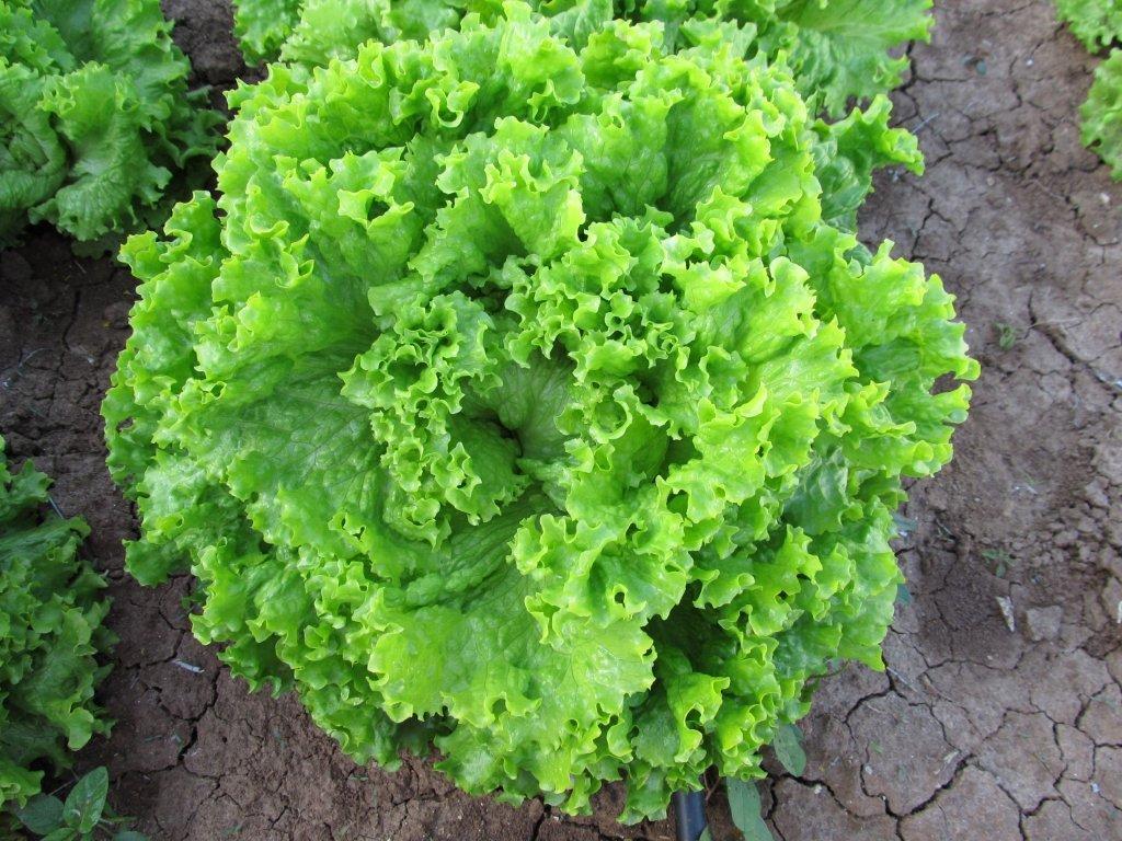 Hạt giống xà lách xoăn cao sản 2gr