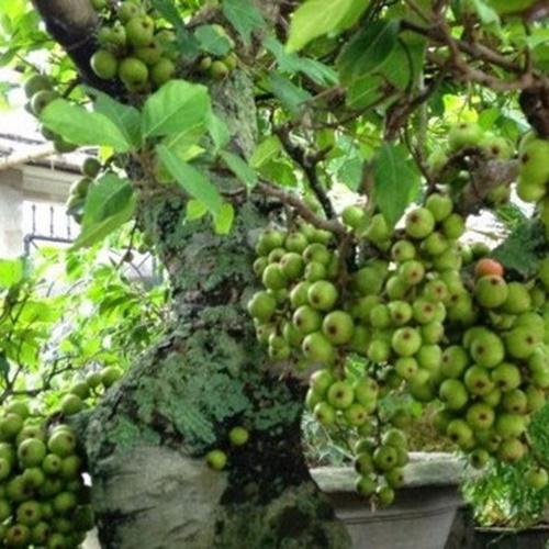 Hạt Giống Sung Bonsai Loại Dễ Trồng. Túi 5 Hạt