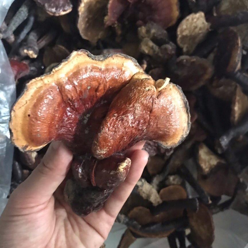 1kg nấm lim xanh