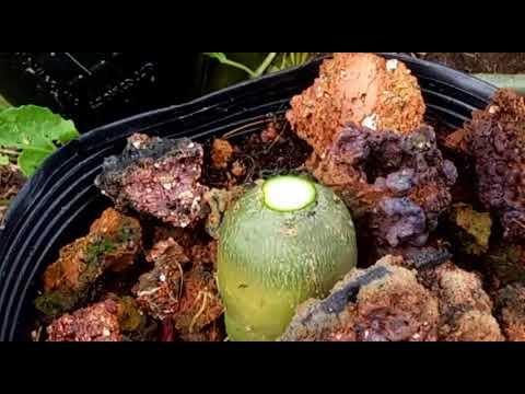 Keo liền sẹo cho cây - mỹ tiến