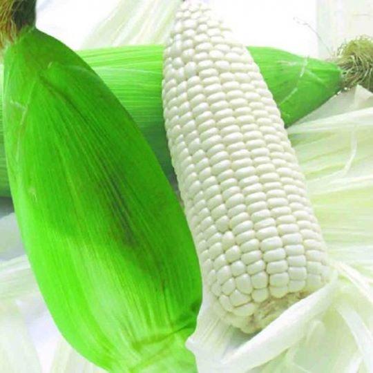 Hạt giống Bắp nếp nù OP 100G