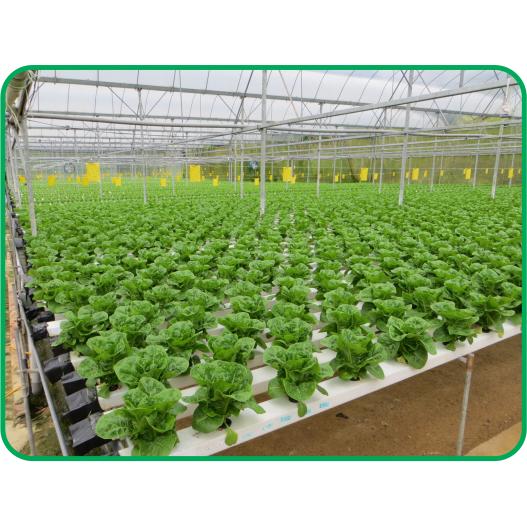 Bộ thùng thủy canh trồng RAU ĂN LÁ - Growbox Leafy (2018)