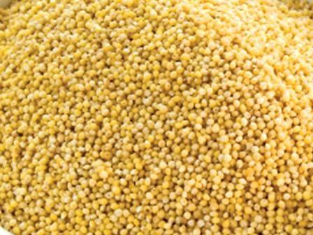 Millet
