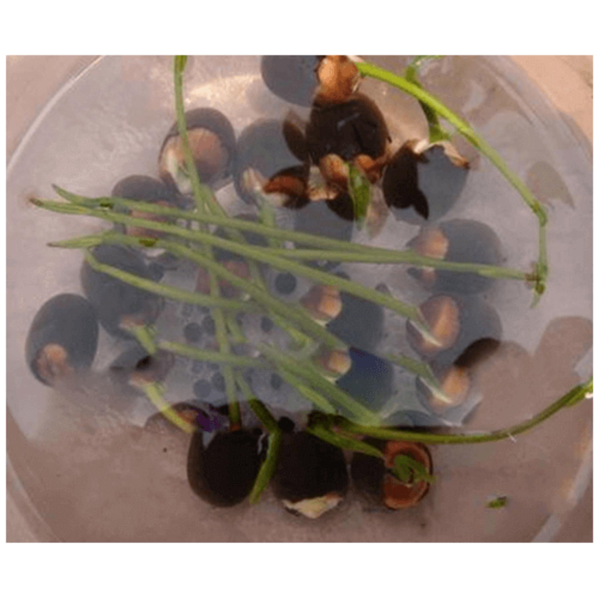 Hạt Giống Sen Mini Nhật mix (CH)