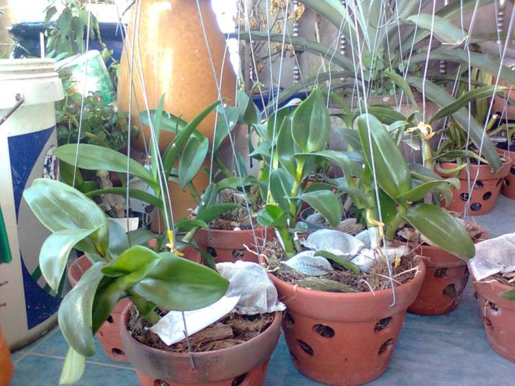 Sơ dừa miếng chuyên trồng lan
