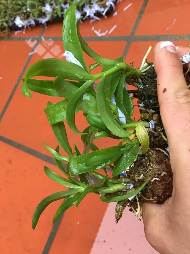 Trầm Hồng long giống