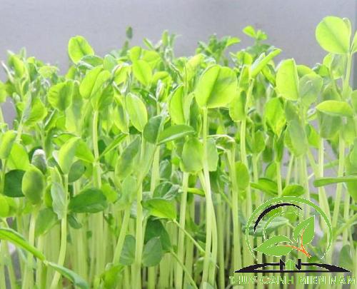 [HCM]Hạt giống rau mầm củ cải trắng RADO 104 (50g)