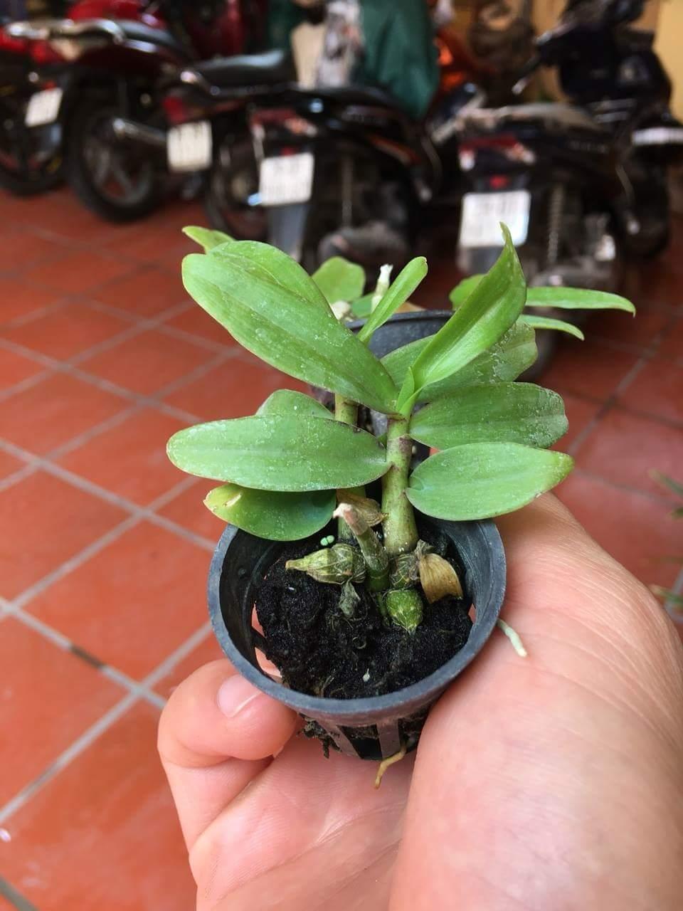 Trầm rừng cốc giống