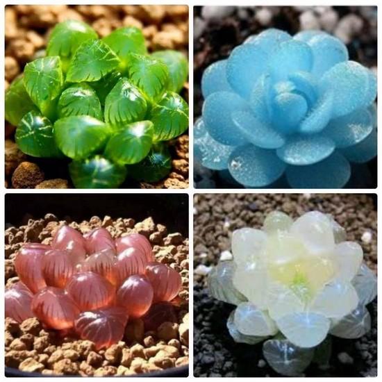 Hạt giống Sen đá Kim cương (gói 20 hạt)
