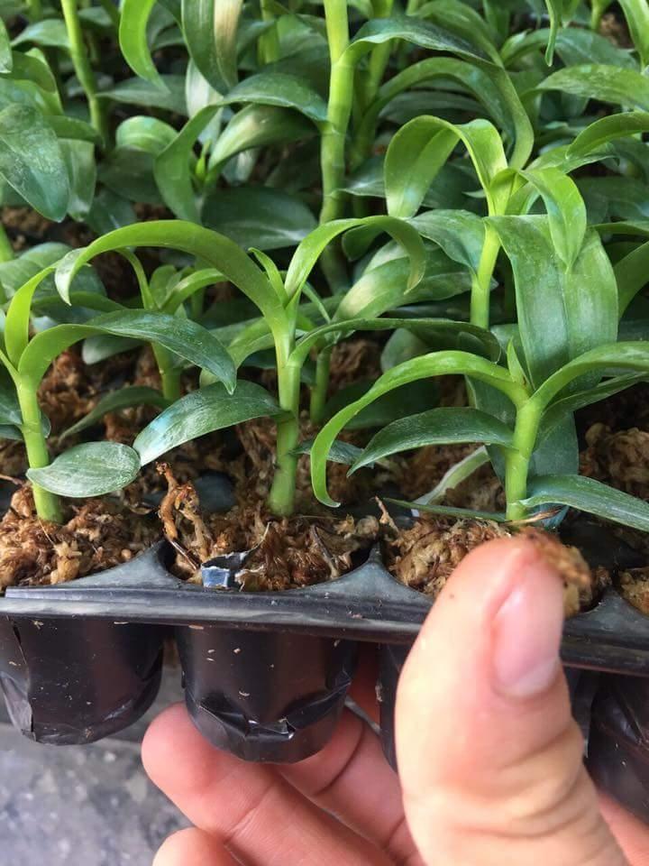 Trầm rồng đỏ