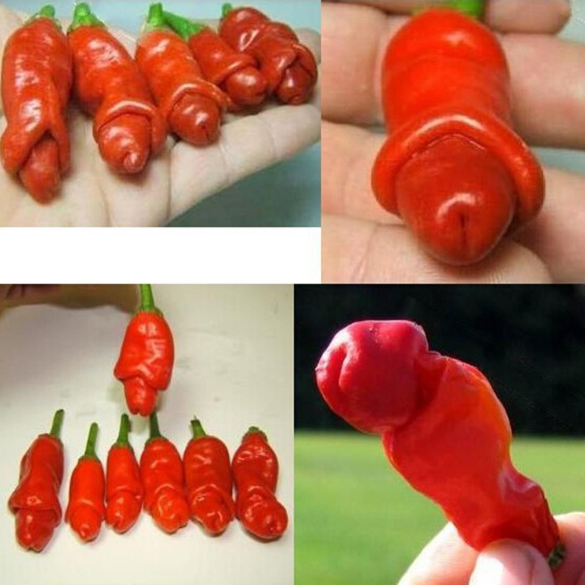 Hạt giống Ớt cu tý (Lucky)
