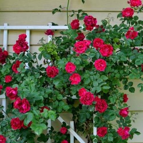 Hạt Giống Hoa Hồng Leo Đỏ Loại Dễ Trồng. Túi 10 Hạt