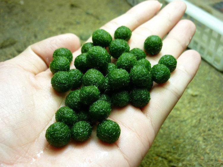 Combo 2 set marimo hồ thiên nga