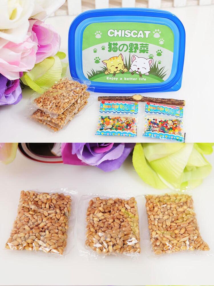 [HCM]Cỏ cho mèo