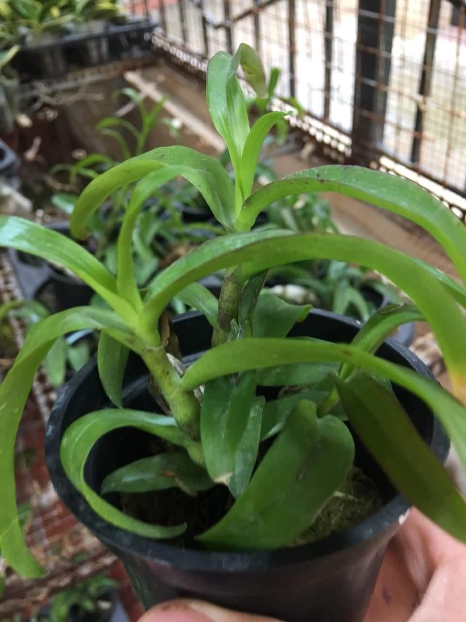 TRẦM ĐỘT BIẾN 6 MẮT