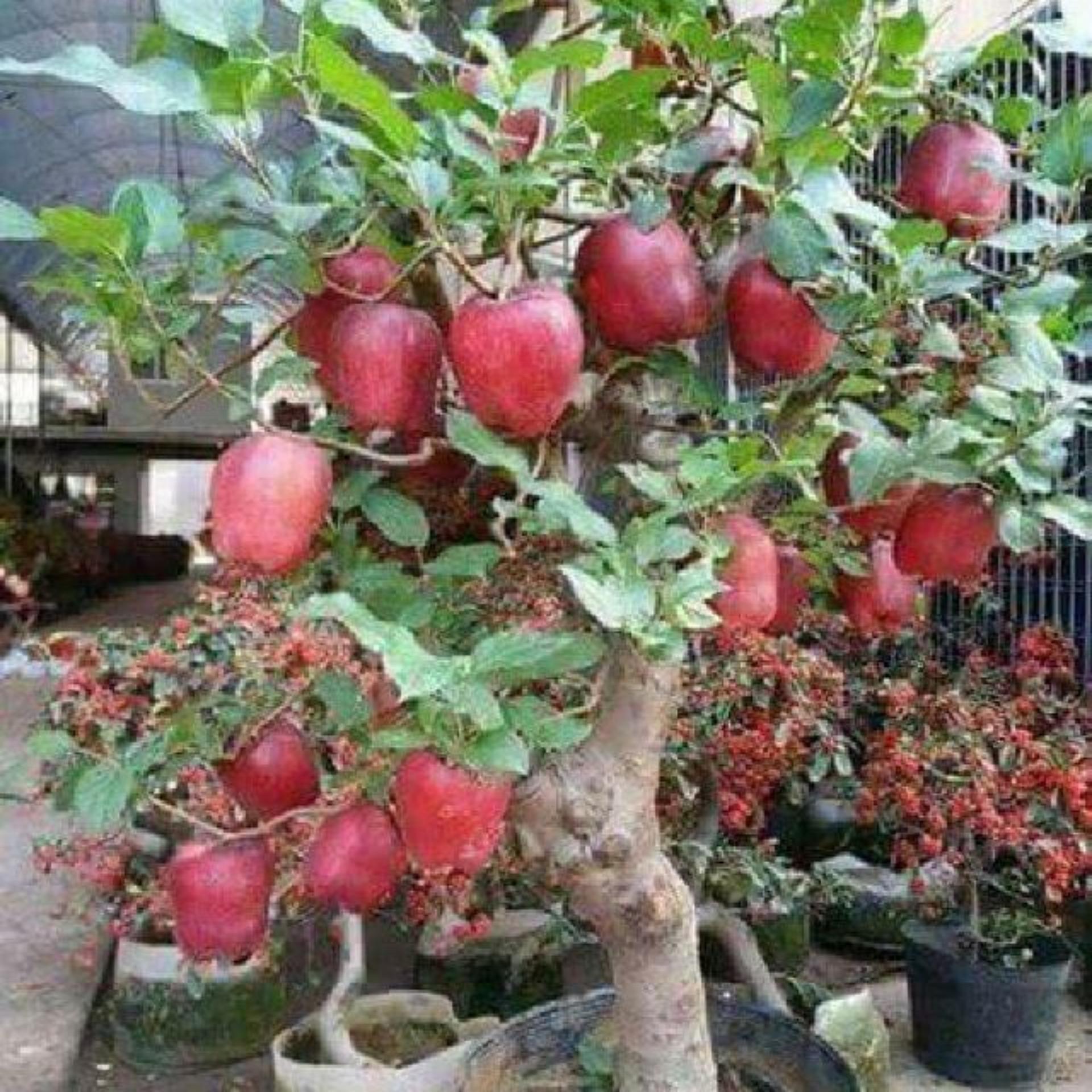 Hạt giống Táo đỏ lùn