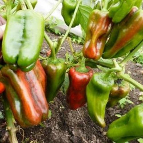 Bộ 2 Túi Hạt Giống Ớt Sừng Ngọt Loại Tốt. Mỗi Túi 10 Hạt Giá Khuyến Mai