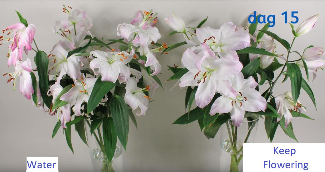Nước cắm hoa lâu tàn KEEP FLOWERING 1000ml