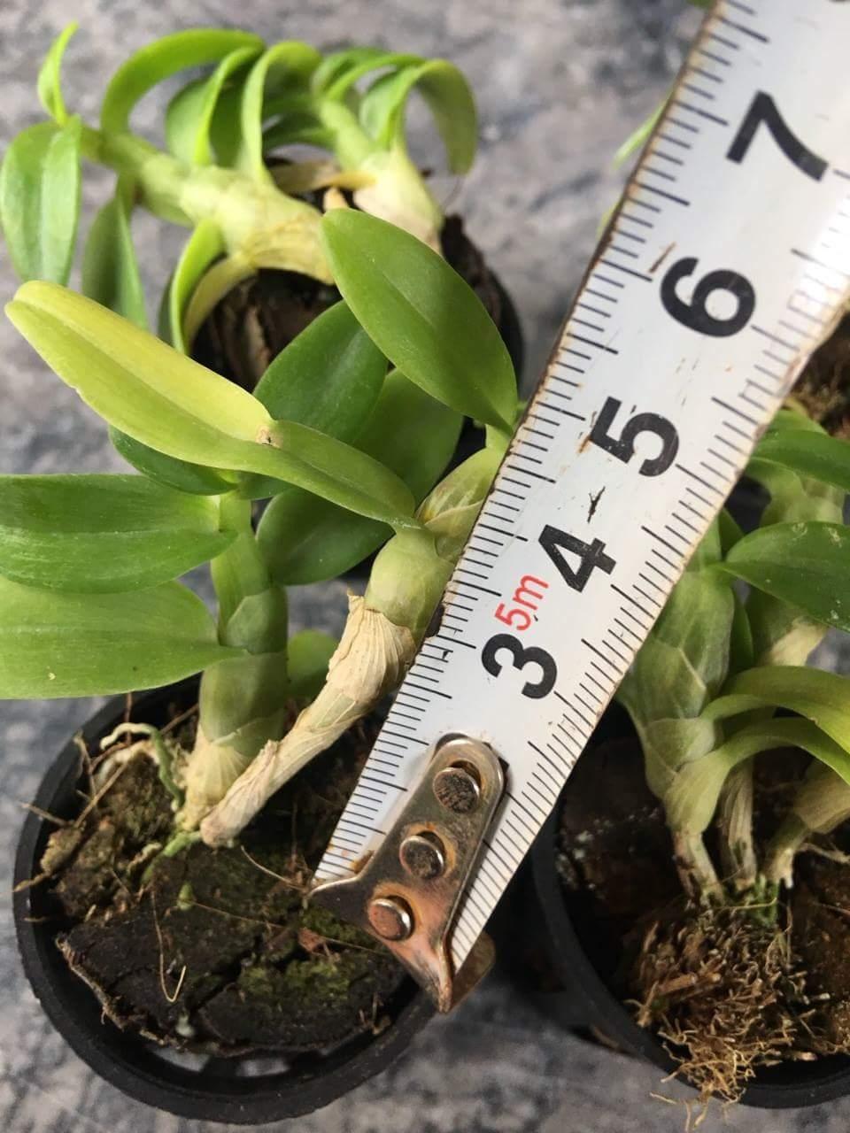 Trầm rừng trắng