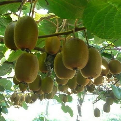 Hạt giống kiwi loại dễ trồng. túi 30 hạt