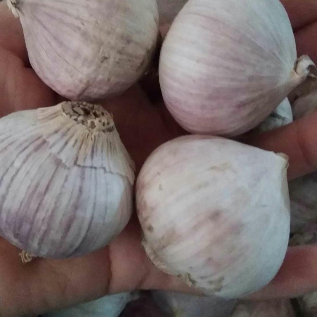 1kg tỏi cô đơn