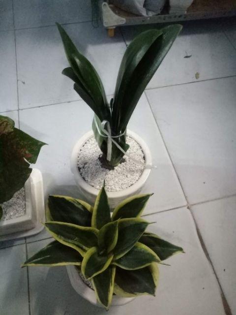 Cây Lưỡi Hổ Đài Loan - Chậu nhựa + Sỏi (Cao30-45cm)