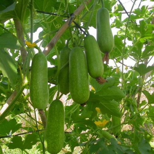 Hạt giống Bí đao khổng lồ