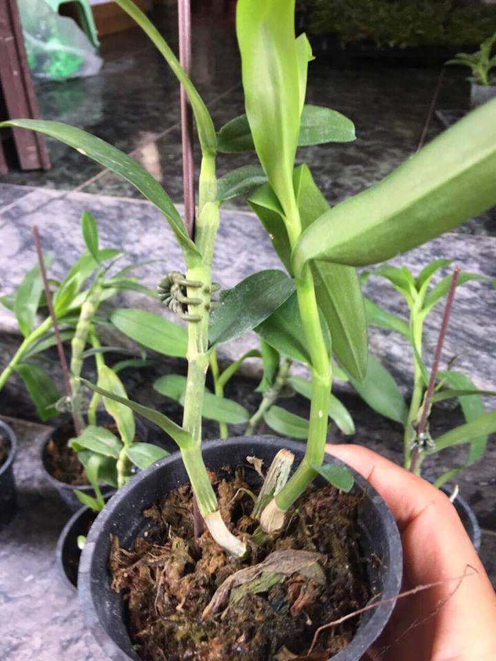 TRẦM RỒNG HÈ (đen nestor Sun flower)