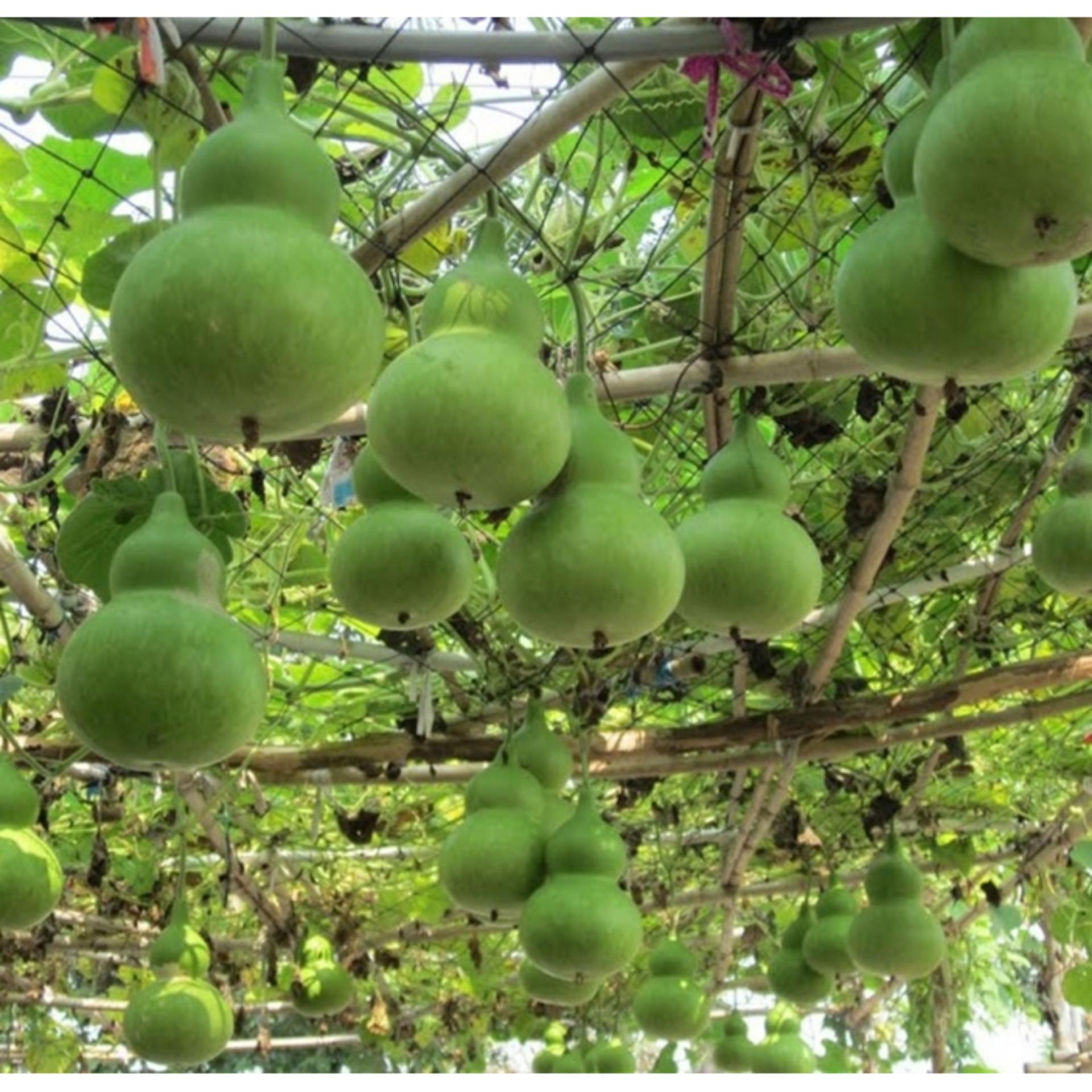 Hạt giống BẦU HỒ LÔ CAO SẢN