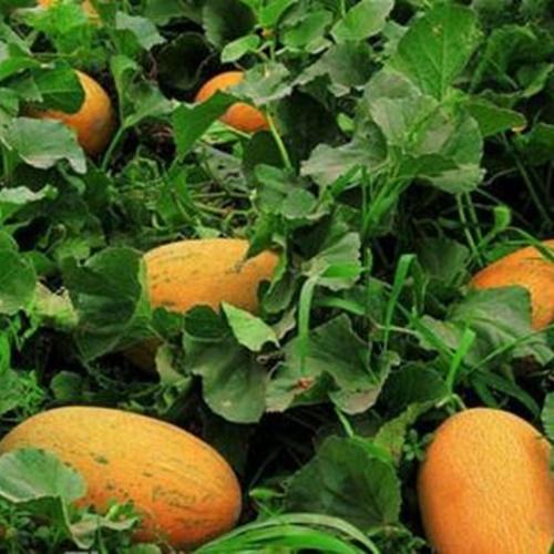 Hạt Giống Dưa Lưới Vàng F1. Túi 10 Hạt