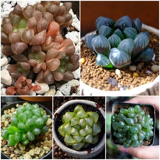 Hạt giống Sen đá Kim cương (gói 20 hạt)