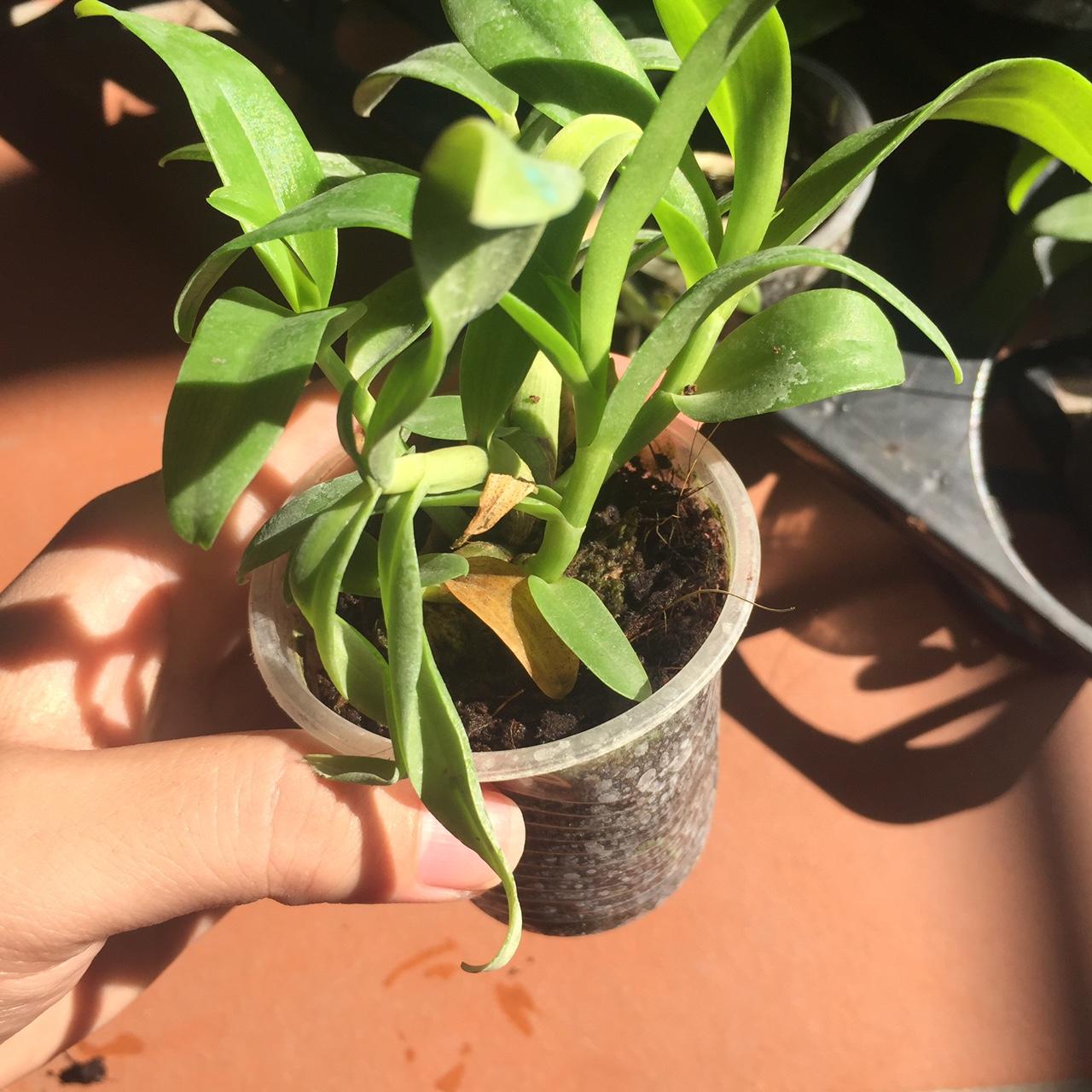 Trầm 5ct họng đỏ