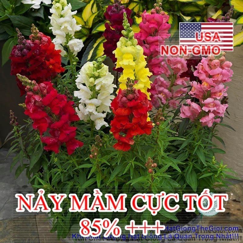 100h Hạt Giống Hoa Mõm Sói Mix Màu (C4.102| -KD: B19*V12*M234)