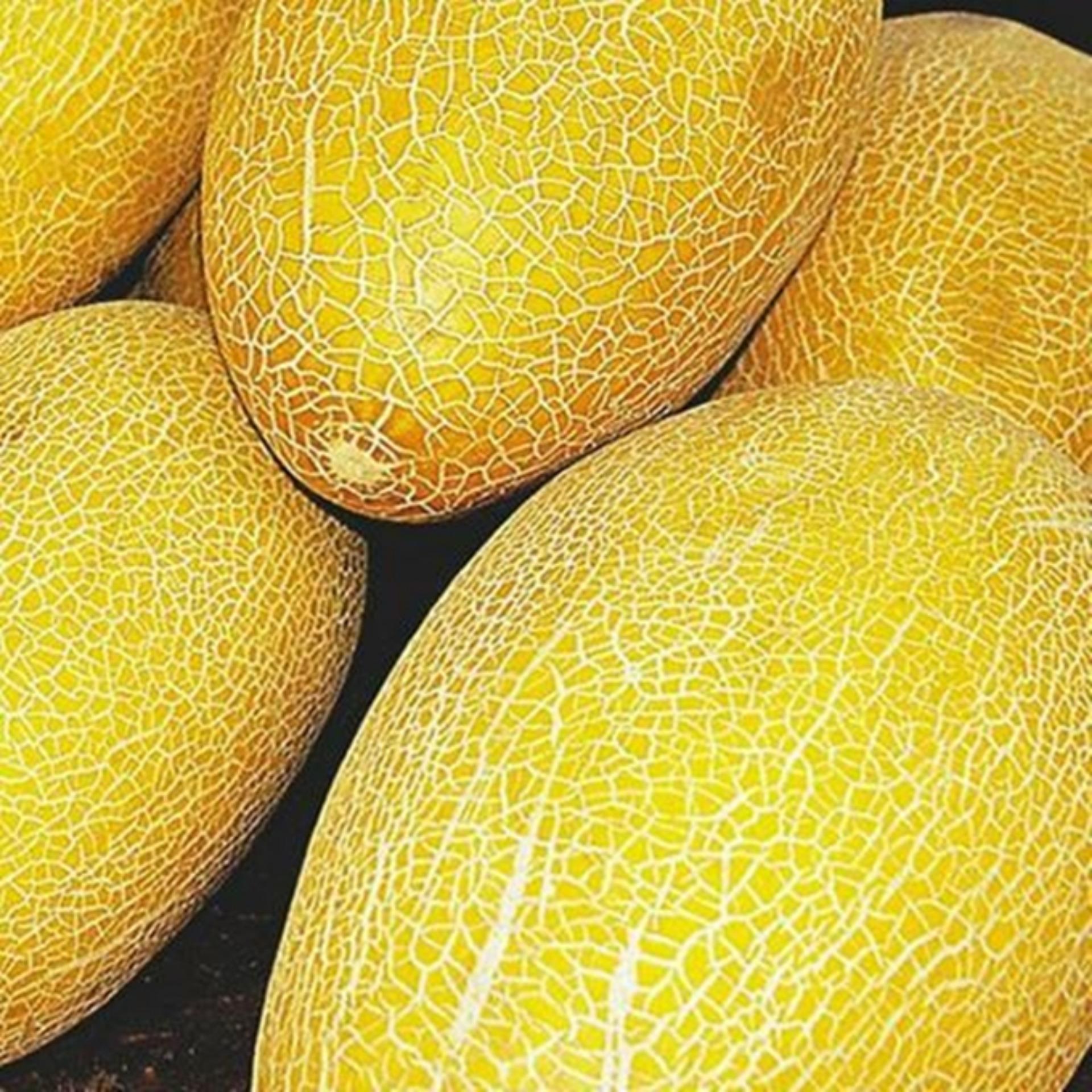 Hạt giống DƯA LƯỚI VÀNG (hình oval)