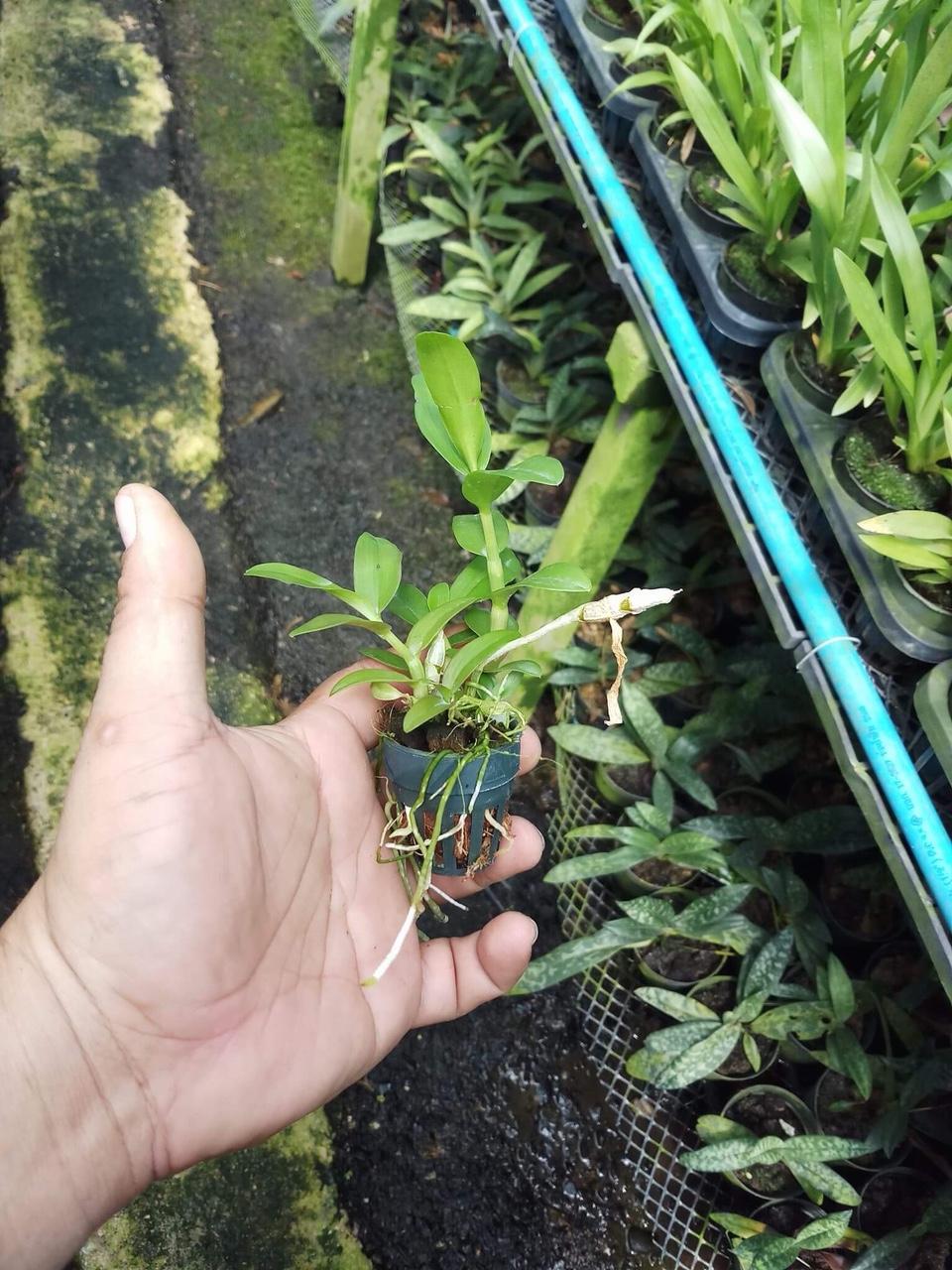 PHI ĐIỆP LAI TRẦM( super nestor và trầm rồng đỏ) hàng giống