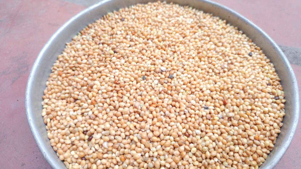 Hạt kê nếp - túi 1kg