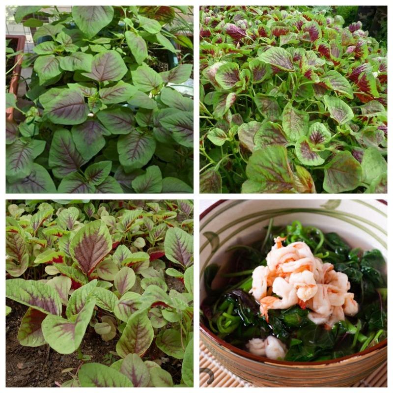 [HCM]Hạt giống dền tiều cao sản - PhuNongSeeds