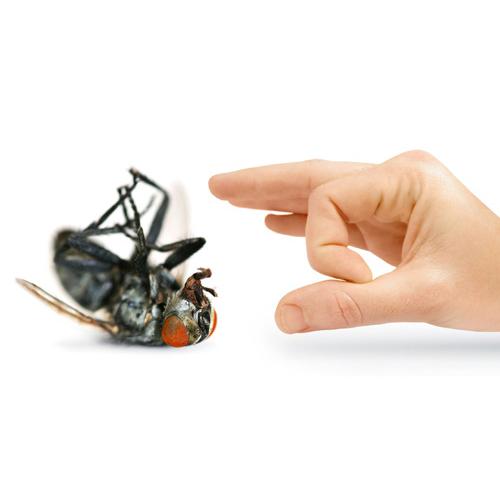 Thuốc diệt ruồi tận gốc Proly- hiệu quả kéo dài 3 tháng.