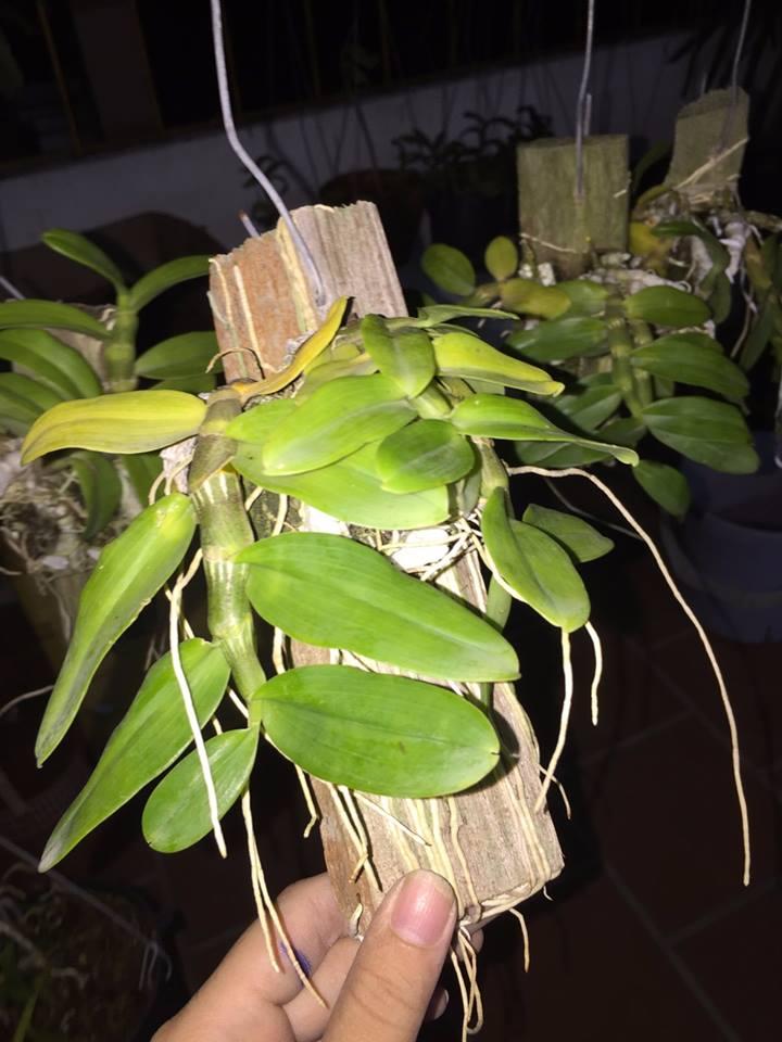 Trầm palashi bảng giống