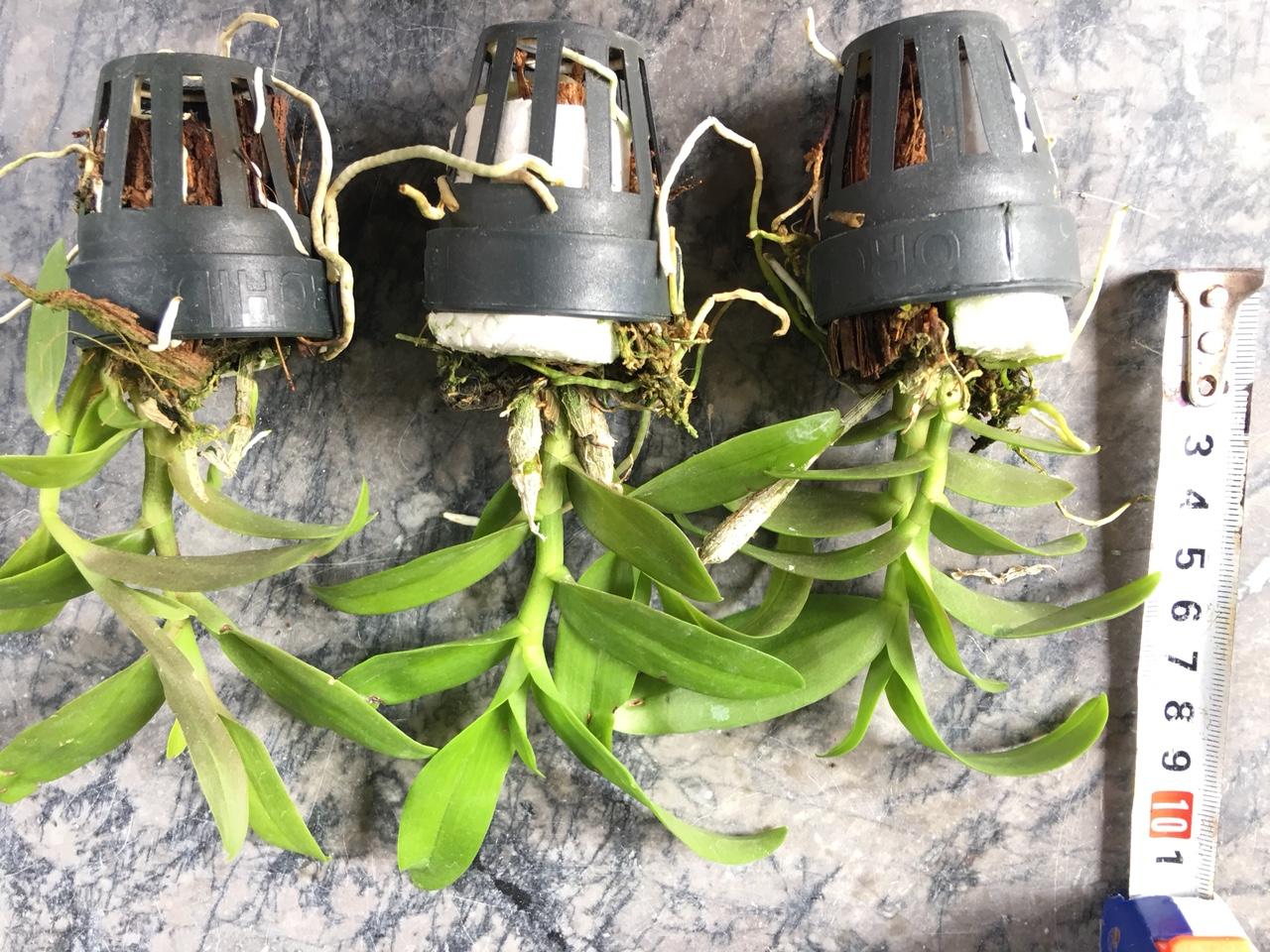PHi Điệp Lai giống( combo 3 cốc 3 màu )