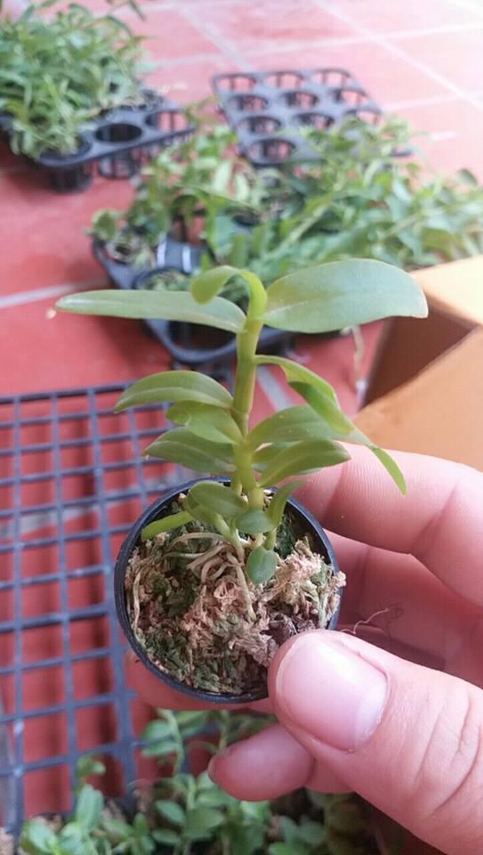 Phi điệp 5ct Hải dương hàng gieo hạt