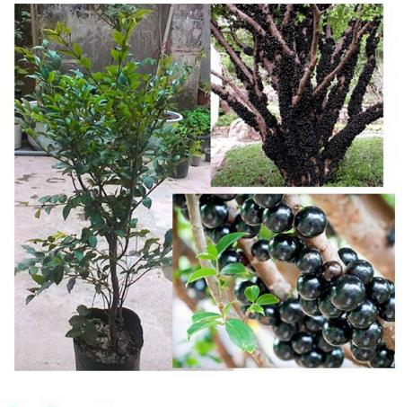 Hạt giống Nho thân gỗ