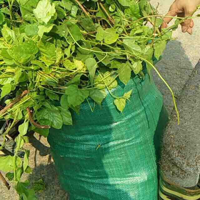Dây Lạc Tiên 1kg