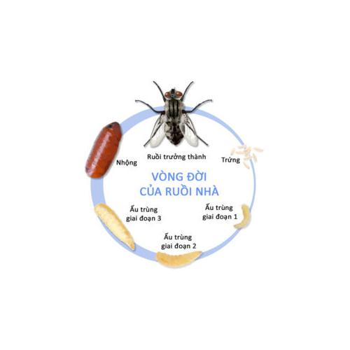 Thuốc diệt ruồi tận gốc Proly- hiệu quả kéo dài 3 tháng.