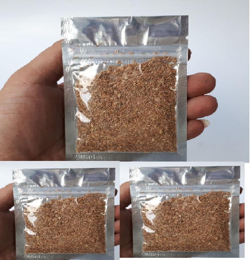 Hạt giống cây thủy sinh Ngưu Ma Chiên
